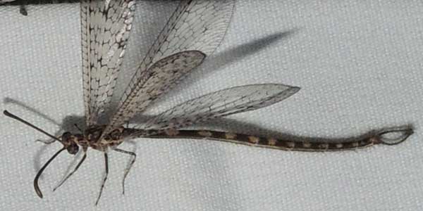 an adult Myrmeliontidae, probably Brachynemurus, photo © by Michael Plagens