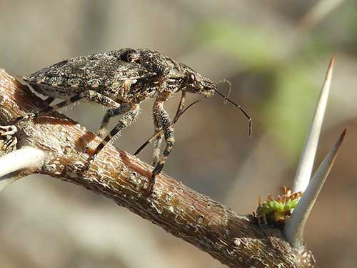 Rough Stink Bug, Brochymena, photo © by Mike Plagens