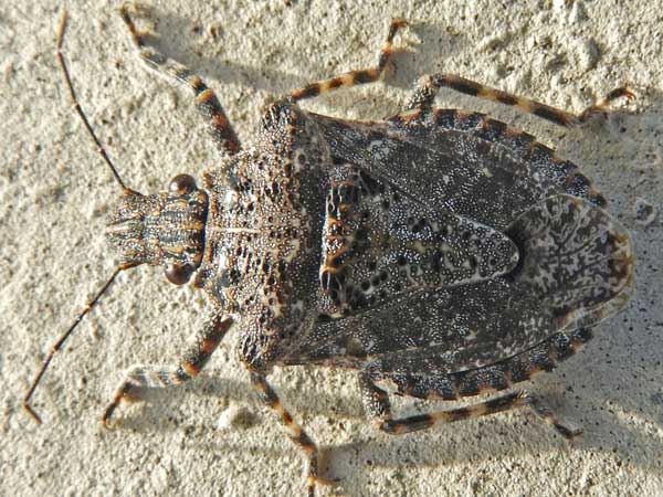 Rough Stink Bug, Brochymena, photo © by Mike Plagens