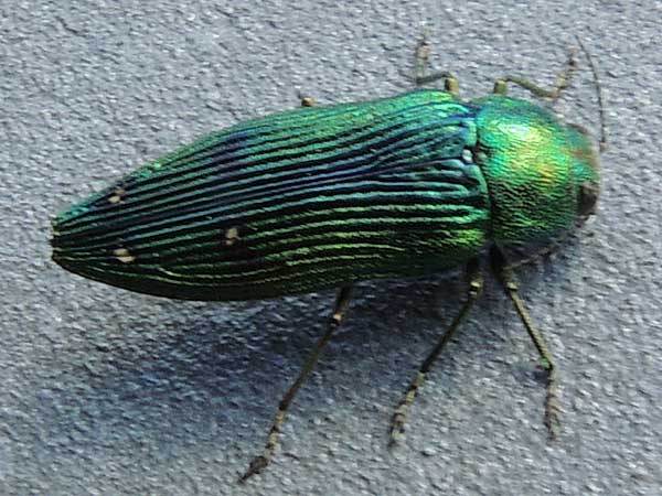 Emerald Jewel Beetle, Buprestis langii, photo © by Mike Plagens