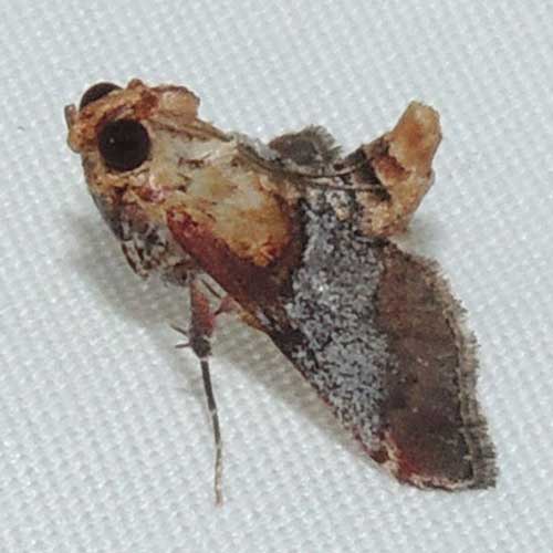 a cryptic snout moth, Pyralidae, Cacozelia basiochrealis, in the Sonoran Desert photo © by Mike Plagens