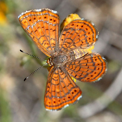 Likely female of Wright's Metalmark, Calephelis wrightii, photo © Michael Plagens