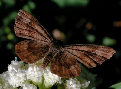 Fatal Metalmark, Calephelis nemesis, photo by Mike Plagens