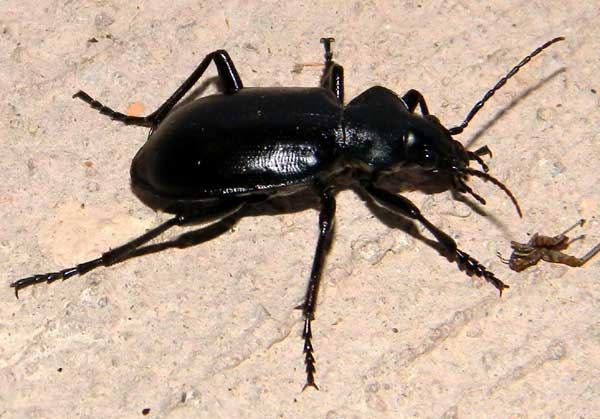 A large, predaceous, ground beetle, calosoma, photo © by Mike Plagens