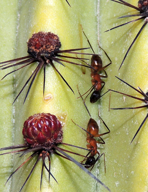 Camponotas festinatus on Organ Pipe Cactus, photo © by Michael Plagens