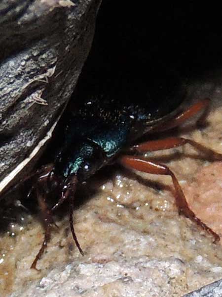 a Carabidae, Ground Beetle, photo © by Michael Plagens