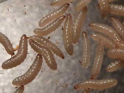 Cactus sap beetle larvae, Nitops, photo © by Mike Plagens