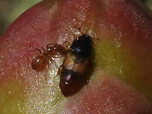 a sap beetle, Carpophilus from Cylindropuntia acanthocarpa flower