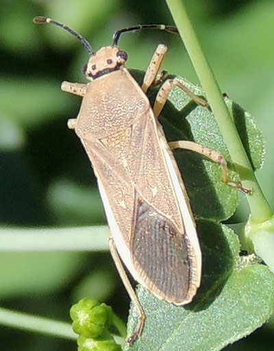 a Coreid Bug, Catorhintha sp., photo © by Mike Plagens