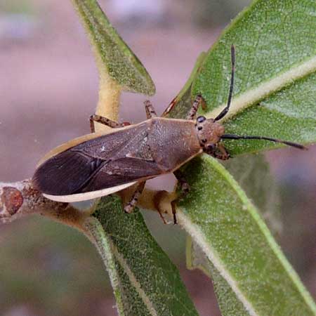 a leafless Leaf-footed Bug, Catorhintha selector, photo © by Michael Plagens