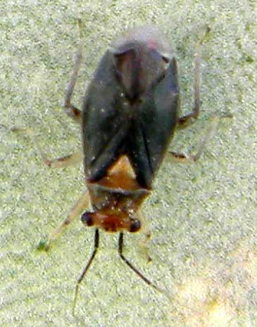 An adult agave plant bug, Agaveocoris barberi, photo © by Mike Plagens