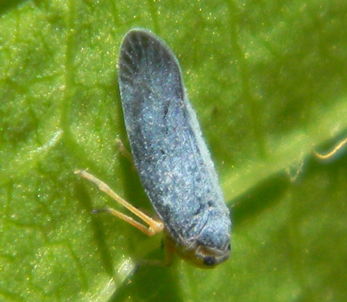 a leaf-litter insect, Cedusa californica, photo © by Mike Plagens