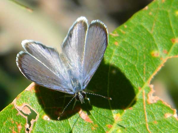 Azure Butterfly, Celastrina echo, photo © by Michael Plagens