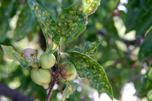 Psyllid galls on Celtis laevigata, © by Michael J. Plagens