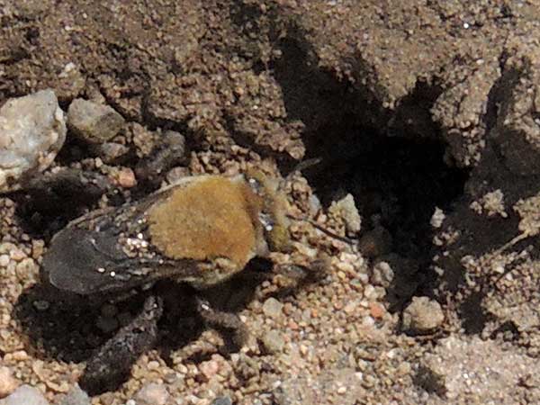 Centris bee from the Mazatzal Mountains, Arizona photo © by Mike Plagens