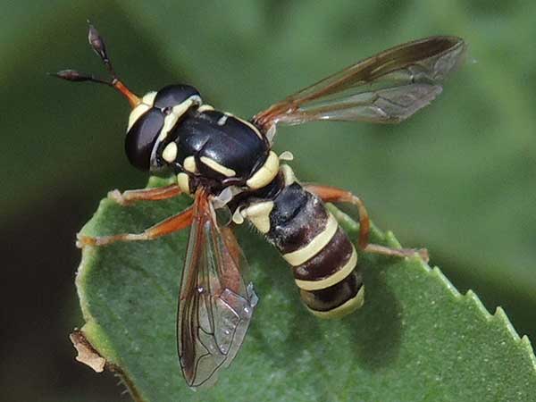 Ceriana Fly, Syrphidae, photo © by Mike Plagens