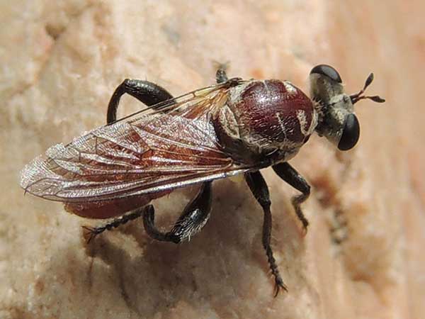 Cerotainiops, Robber Fly, photo © by Mike Plagens