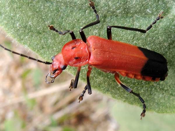 A soldier beetle, Chauliognathus lecontei, photo © by Mike Plagens