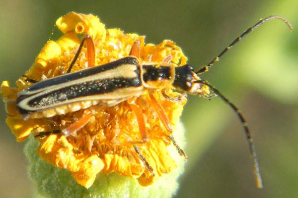 A soldier beetle, Chauliognathus lewisi, photo © by Mike Plagens