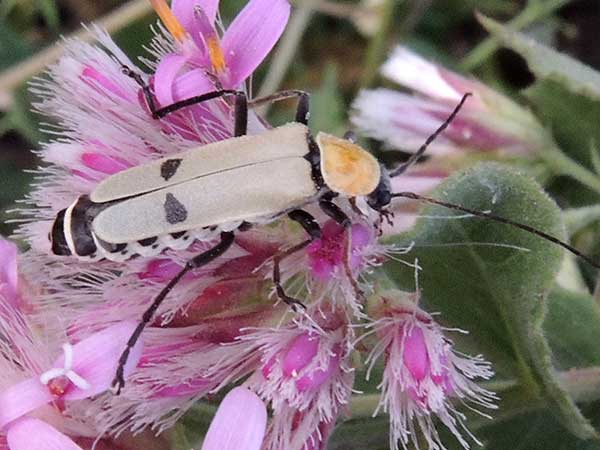 A soldier beetle, Chauliognathus misellus, photo © by Mike Plagens