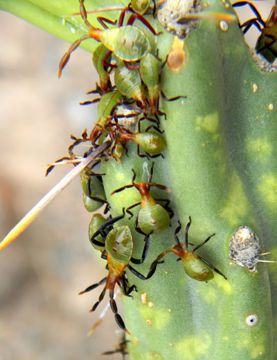 A group fo Chelinidea nyphs on Cylindropuntia acanthocarpa, photo © by Michael Plagens
