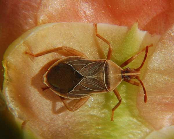 Adult of Chelinidea vittiger (Cactus Bug) on Prickly Pear Cactus Photo © by Michael Plagens