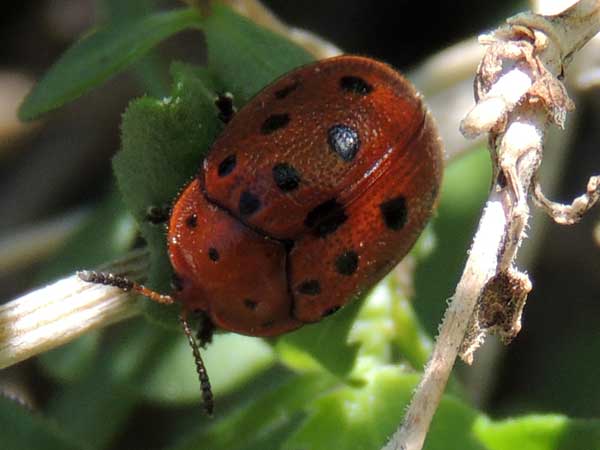 a tortoise beetle with dark orange elytra and black spots, Chelymorpha phytophagica, photo © by Mike Plagens