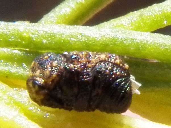 a Chlamisini beetle, possibly Exema, photo by Michael Plagens