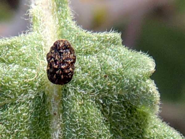 a Chlamisini beetle, possibly Neochlamisus, photo by Michael Plagens