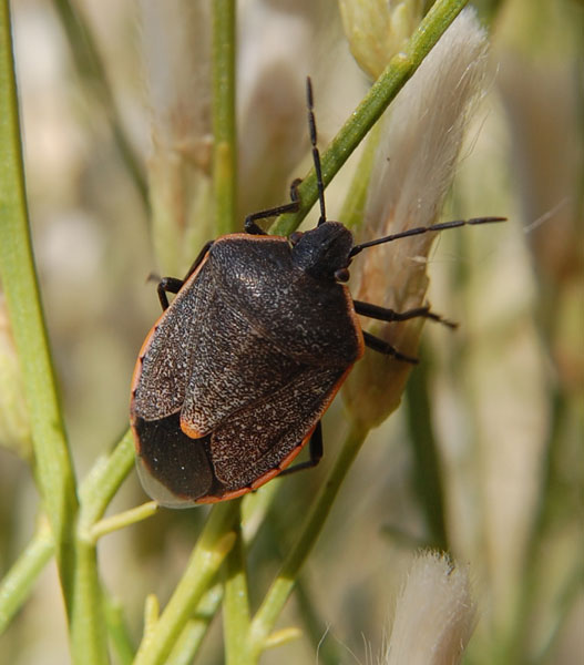 Chlorochroa ligata photo © by Mike Plagens