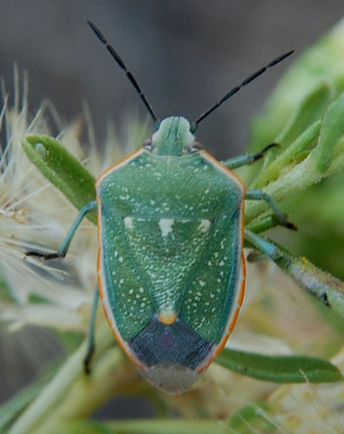 Chlorochroa sayi photo © by Mike Plagens