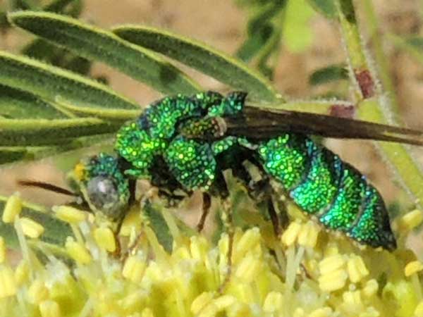 a Chrysididae bee, possibly Chrysis, photo © by Allan Ostling
