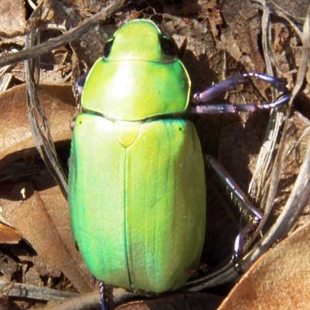 a scarab beetle, Chrysina beyeri, photo © by Mike Plagens