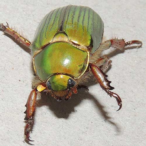 a scarab beetle, Chrysina lecontei, photo © by Mike Plagens