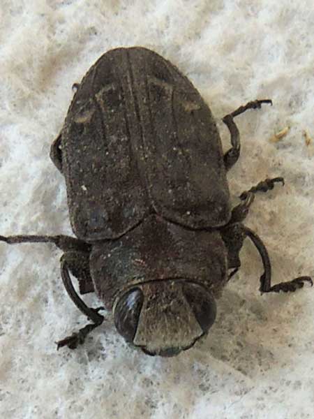 Ocotillo beetle Chrysobothris edwardsii photo © by Mike Plagens