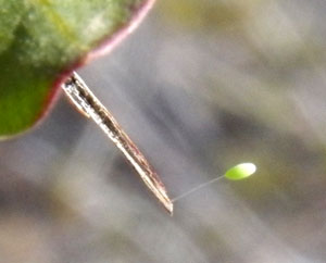 Green Lacewing egg, Chrysopa sp., photo © by Michael Plagens