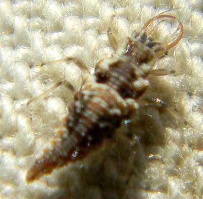 Lacewing larva, Chrysopa sp., photo © by Michael Plagens