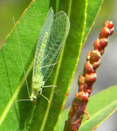 Green Lacewing adult, Chrysopa sp.