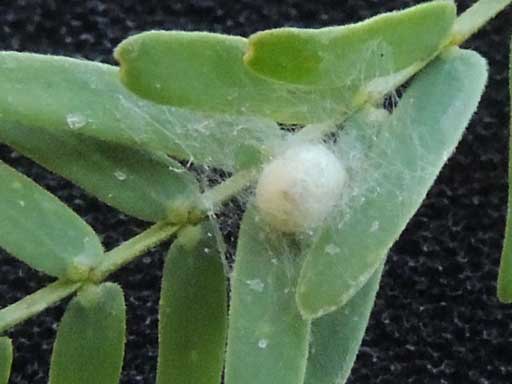 Cocoon of a Green Lacewing, Chrysopa sp., photo © by Michael Plagens