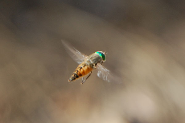 A Tabanid Fly, photo © by Mike Plagens