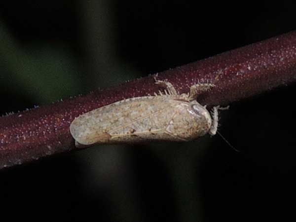 possible Ponana leafhopper on Prosopis photo © by Mike Plagens, i.d by Andy Hamilton.