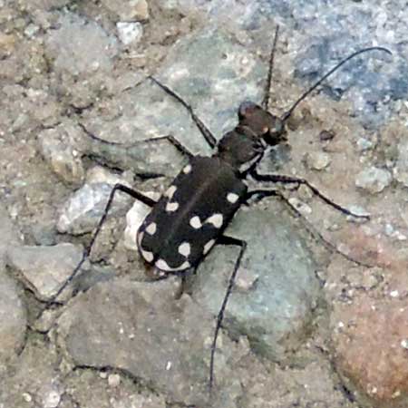 a tiger beetle with dark elytra with white spots, Cicindela sedecimpunctata, photo © by Mike Plagens