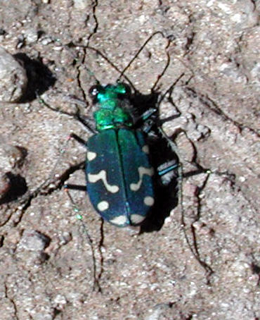 Cicindela oregona photo © by Michael Plagens