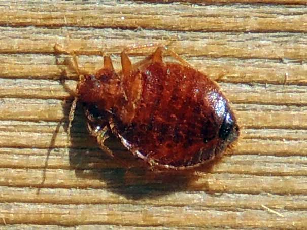 a Bed Bug, Cimex lectularius, photo © by Mike Plagens