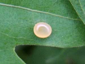 egg Splendid Royal Moth, Citheronia splendens, photo © by M. Plagens