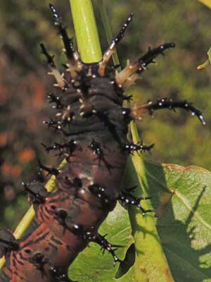a Splendid Royal Moth larva, Citheronia splendens, photo © by M. Plagens