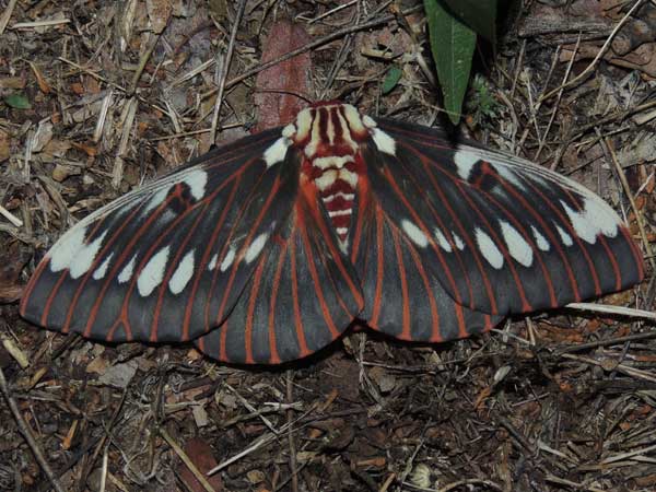 a Splendid Royal Moth, Citheronia splendens, photo © by M. Plagens