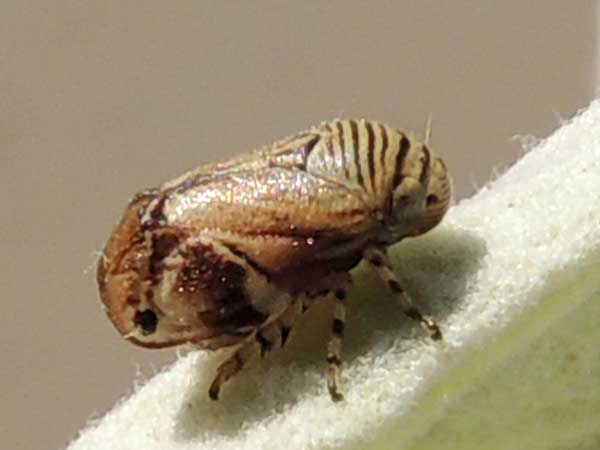 Clastoptera spittlebug photo © by Mike Plagens.