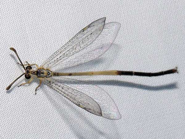 an adult Myrmeliontidae, probably Clathroneuria coquilletti, photo © by Michael Plagens