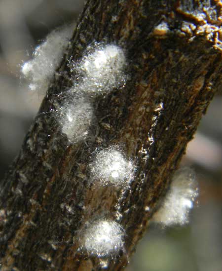 possible soft scale or meally bug species on Catclaw Acacia, Photo © by Mike Plagens